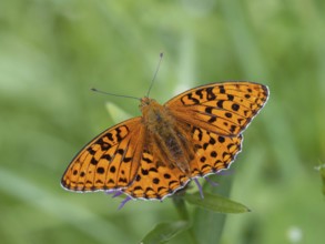 High brown fritillary (Argynnis adippe), High brown fritillary, butterfly, insect, Black Forest,