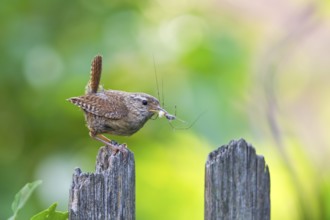 Eurasian Wren (Troglodytes troglodytes) with food in beak, Bavaria, Germany