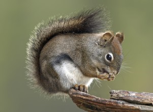 North American Red Squirrel (Tamiasciurus hudsonicus) sitting on wood pile feeding, British