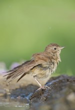Common Nightingale (Luscinia megarhynchos) drying at waterhole, Aosta Valley, Italy