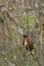 Pheasant (Phasianus colchicus), Lower Austria