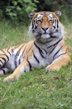 Siberian tiger (Panthera tigris altaica), adult, alert, in the grass, portrait