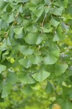 Maidenhair tree (Ginkgo biloba), Giessen Botanical Garden, Federal Republic of Germany