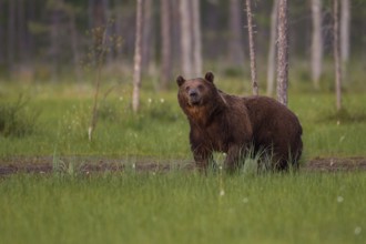 Eurasian Brown Bear (Ursus arctos), Kuhmo, Finland