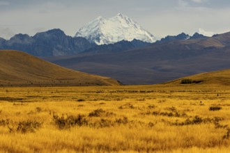 Breathtaking Mount Cook surrounded by golden fields in the Canterbury region of New Zealand,