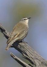 White-browed Treecreeper (Climacteris affinis), Queensland, Australia