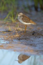 Wood sandpiper (Tringa glareola), Chevalier sylvain, Andarríos Bastardo, Raysut, Salalah, Sohar,