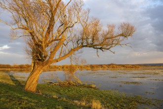 Tree on the Hunte at sunset in Ochsenmoor at Dümmer See, Hüde, Lower Saxony, Germany