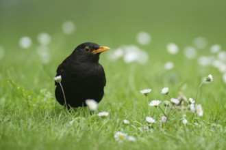 Eurasian blackbird (Turdus merula) adult male garden bird on a grass lawn with daisy flowers in