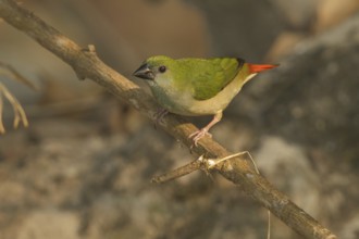 Pin-tailed Parrotfinch (Erythrura prasina) female, Doi Chaing Dao, Thailand