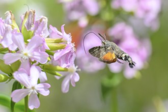 A dove tail (Macroglossum stellatarum) flies near pink flowers of soapwort (Saponaria officinalis)