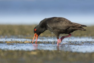 Sooty Oystercatcher (Haematopus fuliginosus) foraging, South Australia, Australia