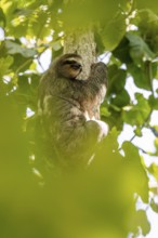 Brown-throated sloth (Bradypus variegatus) on a branch, Cahuita National Park, Costa Rica
