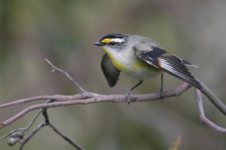 Striated Pardalote (Pardalotus striatus substriatus), Victoria, Australia