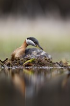 Red-necked Grebe (Podiceps grisegena) female, British Columbia, Canada