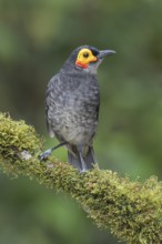 Common Smoky Honeyeater (Melipotes fumigatus) perched on a branch in Papua New Guinea