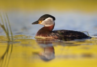 Red-necked Grebe (Podiceps grisegena), Mecklenburg-Western Pomerania, Germany