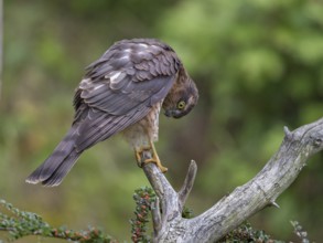 Eurasian Sparrowhawk (Accipiter nisus) female, Wales, United Kingdom