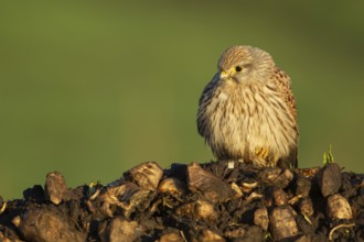 Common kestrel (Falco tinnunculus) adult falcon bird of prey on a pile of sugar beet in winter,