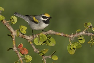 Golden-winged Warbler (Vermivora chrysoptera) male perched on a branch, Texas, USA