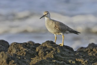 Wandering Tattler (Tringa incana)Hawaii, USA