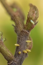 6 Eier vom Zitronenfalter (Gonepteryx rhamni) vom am Faulbaum (Rhamnus frangula)