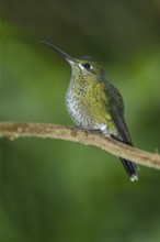 Green-crowned Brilliant (Heliodoxa jacula), Costa Rica