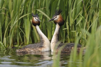Great Crested Grebe (Podiceps cristatus), Texel, Netherlands