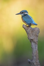 Common Kingfisher (Alcedo atthis) juvenile male, Saxony-Anhalt, Germany