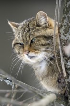 European Wild cat (Felis silvestris), Wildcat close up showing thick winter coat