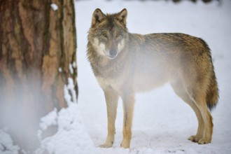 A lone wolf next to a tree in a snowy winter forest, Winter, Wolf (Canis lupus), Germany