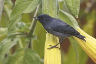 Slaty Flowerpiercer (Diglossa plumbea), Costa Rica