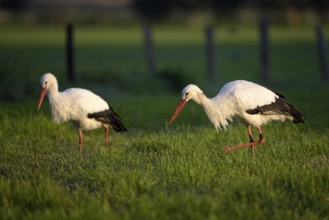 Weissstorch (Ciconia ciconia), White Stork, adultes Paar bei der Nahrungssuche, Oktober, NSG
