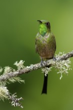Black-tailed Trainbearer Hummingbird (Lesbia victoriae) perched on a branch in the mountains of