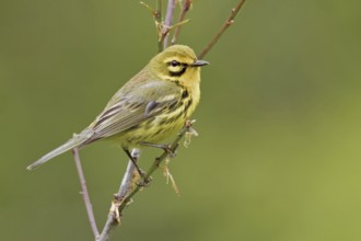 Prairie Warbler (Setophaga discolor) male, Ontario, Canada