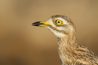 Eurasian Stone-curlew (Burhinus oedicnemus) juvenile, Eilat, Israel