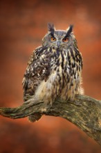 Eagle Owl, Bubo bubo, with open wings in flight, forest habitat in background, orange autumn trees.