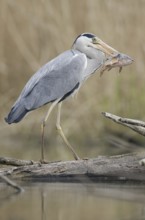 Grey Heron (Ardea cinerea), Saxony, Germany