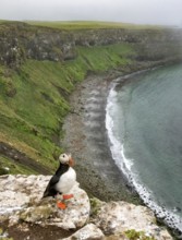 Atlantic Puffin (Fratercula arctica), Iceland