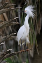 Great Egret (Egretta thula), adult, in breeding plumage, during breeding season, perch, St.