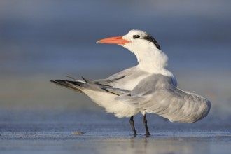 Royal Tern (Thalasseus maximus), El Farallon del Chiru, Panama