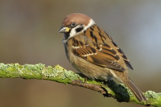 Eurasian Tree Sparrow (Passer montanus) perched on a branch, Lower Saxony, Germany