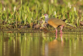 Gray-necked Wood-Rail (Aramides cajanea) feeding near a small pond in the Pantanal region of Brazil