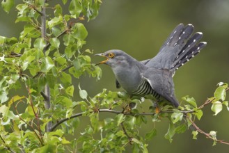 Common Cuckoo (Cuculus canorus) male calling, Saxony-Anhalt, Germany