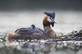 Great Crested Grebe (Podiceps cristatus) with chick, North Rhine-Westphalia, Germany
