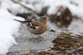 Common Chaffinch (Fringilla coelebs) male drinking at an icy creek, Mecklenburg-Western Pomerania,