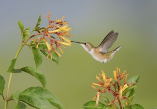 Rufous Hummingbird (Selasphorus rufus) flying while feeding at flower nectar, Texas, USA