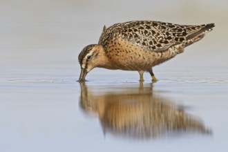 Short-billed Dowitcher (Limnodromus griseus), Manitoba, Canada