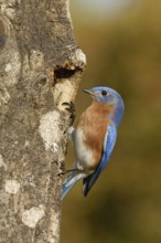 Eastern Bluebird (Sialia sialis), Texas, USA