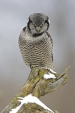 Northern Hawk-Owl (Surnia ulula), Ontario, Canada